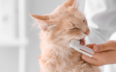 Como conservar la dentadura de tu gato