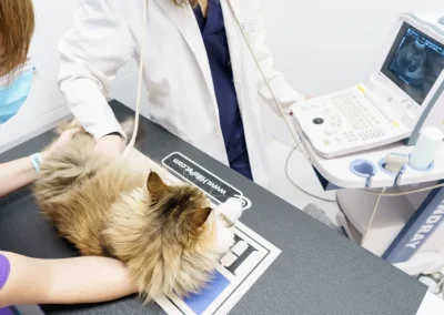 Mantenemos formación contínua en medicina y manejo felino